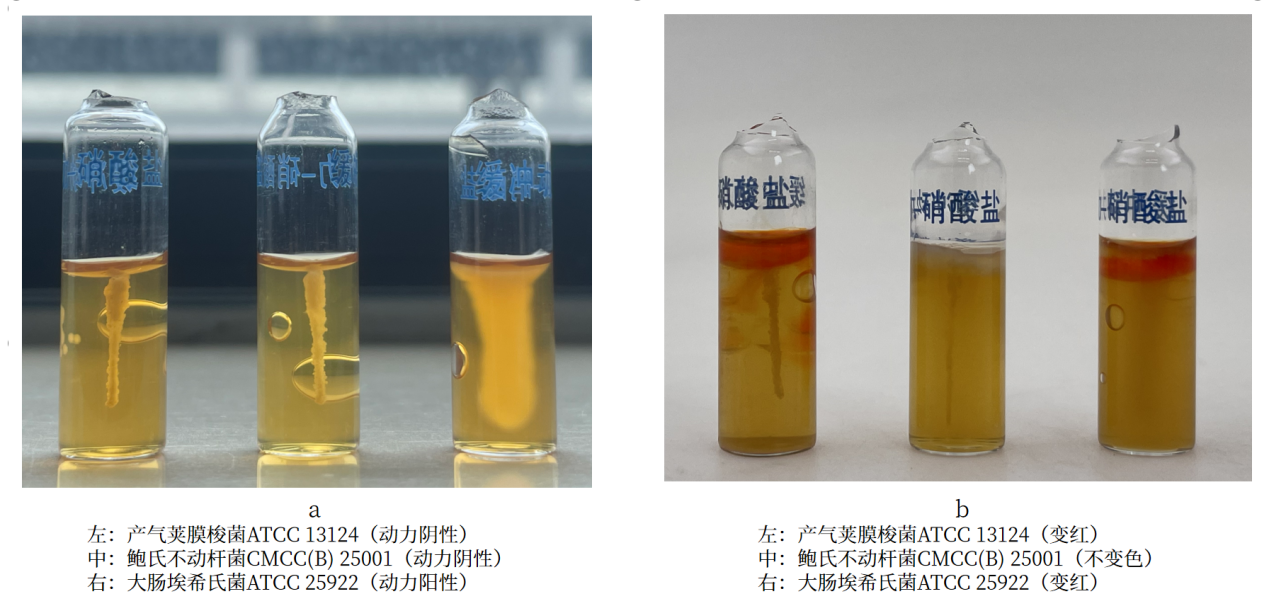 細菌生化實驗之硝酸鹽還原實驗解析